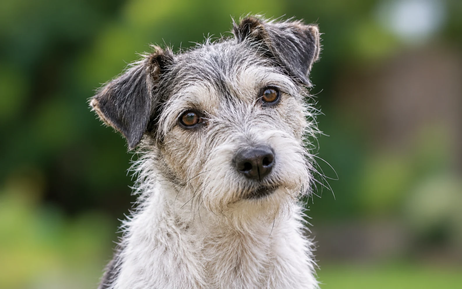 Terrier de pelo áspero con bigotes y bordes de las orejas visibles frente a un jardín suavemente desenfocado
