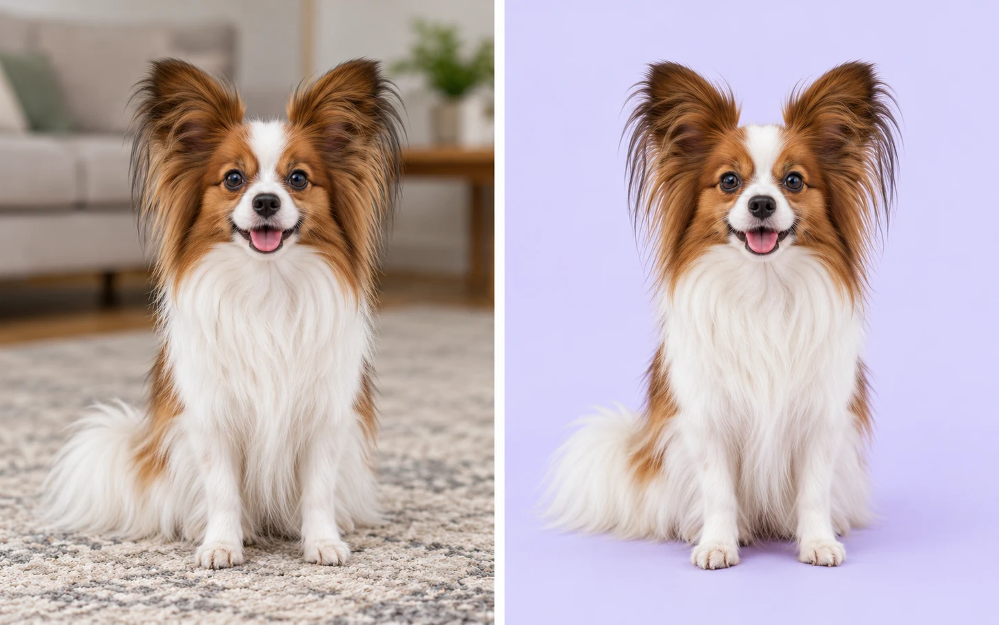 Illustratieve vergelijking van dezelfde vlinderhond in een woonkamer en tegen lavendel